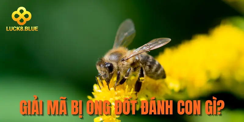 Giải đáp bị ong đốt đánh con gì?